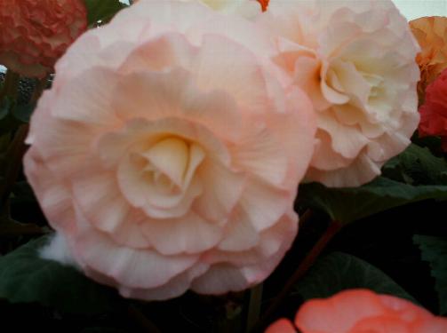 B. ‘Joyce Miluhika’